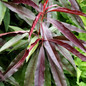 Bonfire Patio Peach red foliage