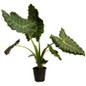 Mayan Mask Alocasia in pot Mayan Mask Alocasia in pot