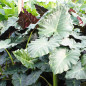 Mayan Mask Alocasia foliage focus Mayan Mask Alocasia foliage focus