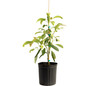 Hass Avocado Tree in pot