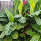 Ice Cream Banana Tree leaves