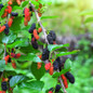 Everbearing Mulberry Tree black and red fruits