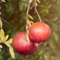 Cold Hardy Red Pomegranate fruit