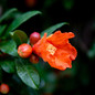 Cold Hardy Red Pomegranate flower