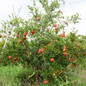 Cold Hardy Red Pomegranate tree
