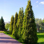 Thuja Virginian™ in the pathway