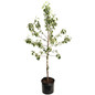 Honeycrisp™ Apple Tree in a pot