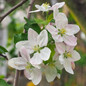 Honeycrisp™ Apple Tree flowers