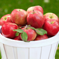 Honeycrisp™ Apple Tree fruits in a container 