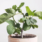 Chicago Hardy Fig Tree in pot