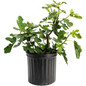 Chicago Hardy Fig Tree in planter