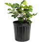Chicago Hardy Fig Tree 1 Gal Black pot