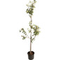 Granny Smith Apple Tree in a pot