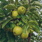 Granny Smith Apple Tree fruits
