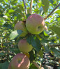Fuji Apple productive fruit tree