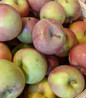 Fuji Apple crisp red fruit