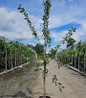 Fuji Apple nursery container tree