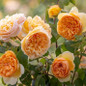 Bring Me Sunshine™ English Shrub Rose orange flowing