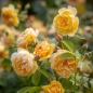 Bring Me Sunshine Rose orange-yellow rosette blooms