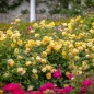 Bring Me Sunshine Rose flowering garden shrub
