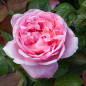 Close-up of a pink Brother Cadfael® bloom