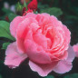 close up view of a ruffled pink rose bloom