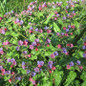 Pulmonaria 'Celebration'