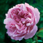 Single ruffled lilac-pink rose bloom, close-up