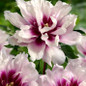 Paeonia x ITOH 'Cora Louise'