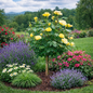 Easy Bee-zy™ Knock Out Rose - Tree Form In Landscape