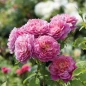 Emma Bridgewater Rose coral pink blooms