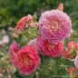 Emma Bridgewater Rose pink and lilac blooms