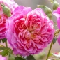 Emma Bridgewater Rose close up view