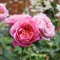 Emma Bridgewater Rose soft mauve pink flowers