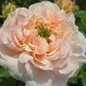 English Shrub Rose light orange flower close up