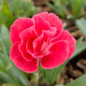 Everlast™ Peach Pinks Dianthus flower close up
