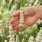 White lavender flower held in hand