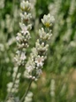 White Lavender Exceptional flower closeup