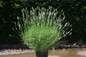 Lavender Exceptional silvery green foliage