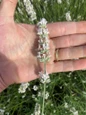 Lavender Exceptional bloom with hand