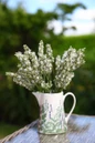 White lavender flowers in pitcher
