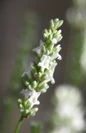 Honeybee on white lavender flower