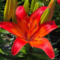 Fantasiatic Red Asiatic Lily red bloom close up