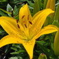 Fantasiatic Yellow Asiatic Lily yellow flower close up