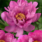 First Arrival Itoh Peony flower focus