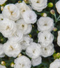 Fruit Punch® Whipped Cream Dianthus white bloom close up