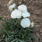 Whipped Cream, Dianthus customer photo