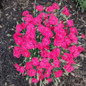 Glamour Time™ Dianthus Flowers