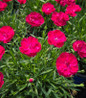 Glamour Time™ Dianthus Plant Blooming