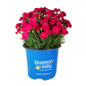 Glamour Time™ Dianthus in Bloomin Easy Pot
